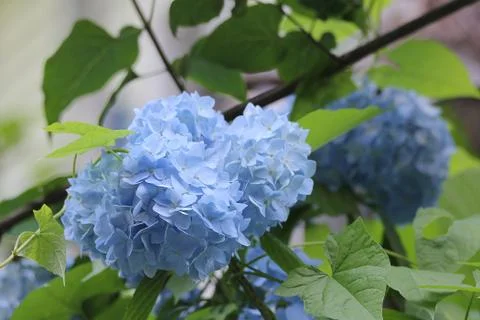 Hydrangea closeup on a walk in the garden Stock Photos