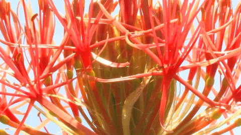 Hydrangea on a cloudy background Stock Footage 50740780