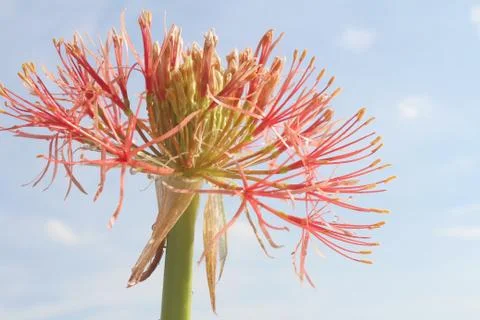 Hydrangea on a cloudy background Stock Photos