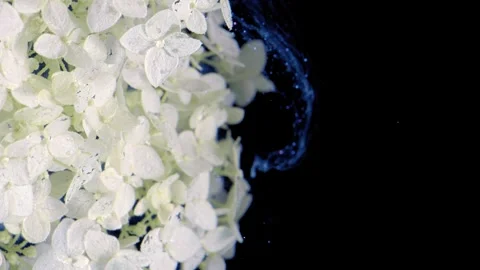 Hydrangea cluster brushed by blue liquid plume  Stock Footage 336912587