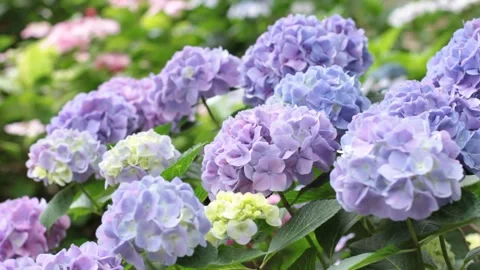Hydrangea Cluster Stock Footage 332490938