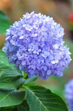 Hydrangea (common names hydrangea or hortensia) Stock Photos