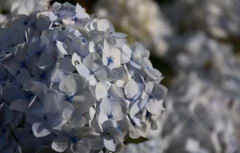 Hydrangea, common names hydrangea or hortensia Stock Photos