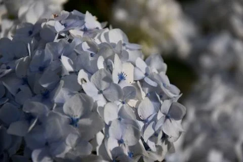 Hydrangea, common names hydrangea or hortensia Stock Photos