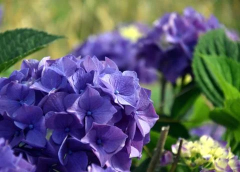 Hydrangea, common names hydrangea or hortensia Foto stock