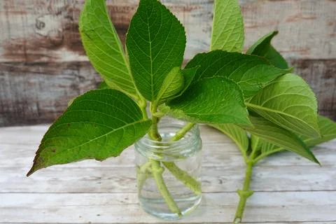 Hydrangea cuttings rooting in water on rustic wooden table Stock Photos