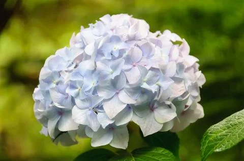 Hydrangea - Dandenong Ranges Stock Photos