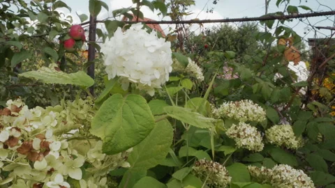 Hydrangea decay closeup. Cinematic botanical image highlighting decay textures Vídeo Stock 345174535