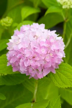 Hydrangea endless summer Stock Photos