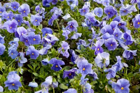 Hydrangea fields, agriculture Stock Photos