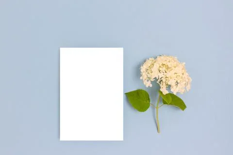Hydrangea flower and blank white paper card mockup on a blue background. Stock Photos