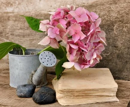 Hydrangea flower and book Stock Photos