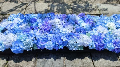 Hydrangea flower arrangement in a garden Stock-Footage 307741157