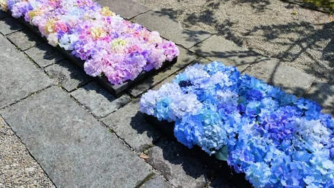 Hydrangea flower arrangement in a garden Stock-Footage 307741193