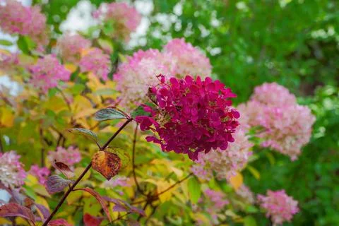 Hydrangea flower in autumn Stock Photos