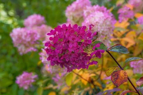 Hydrangea flower in autumn Stock Photos