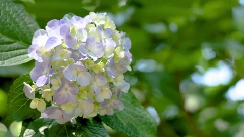 Hydrangea Flower Blooming Among Green Leaves Outdoors Видео 336242522