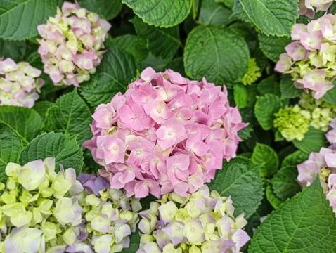 Hydrangea flower blooming in a garden close up. Hydrangea macrophylla, beautiful Foto stock