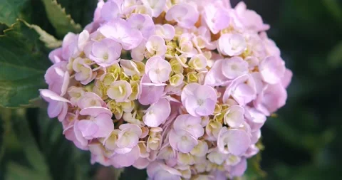 Hydrangea flower blooming in spring and summer in a garden.  Stock Footage 149043799