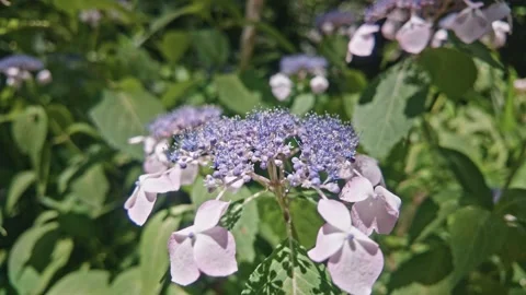 Hydrangea flower blooming in sunny garden Видео 336003393