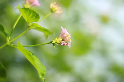 Hydrangea flower on blurred background Stock Photos