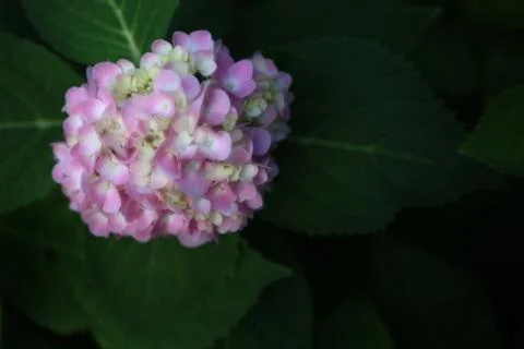 Hydrangea flower bush. hydrangea macrophylla is a species of flowering plant Stock Photos