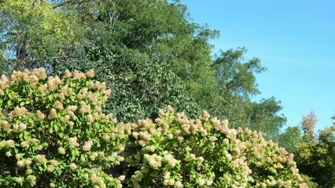Hydrangea Flower Bushes and trees and blue shy. Stock Footage 162599298
