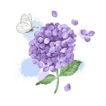 Hydrangea flower, butterfly and splashes in watercolor style isolated on white Stock Illustration