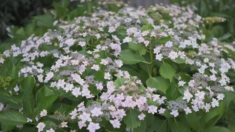 Hydrangea flower Cinematic video 2022 Stock Footage 197452834