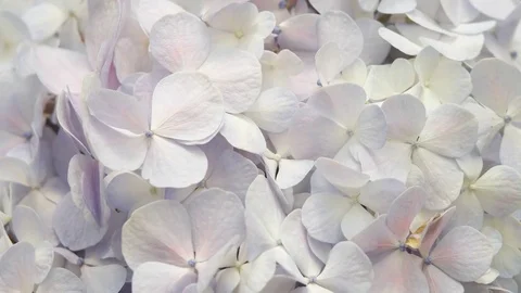 Hydrangea flower close up on a green background. Stock Footage 79886489