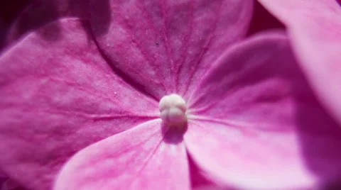 Hydrangea Flower. Close Up. Macro. Видео 49699787