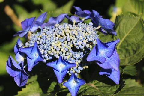 Hydrangea flower close-up Stock Photos