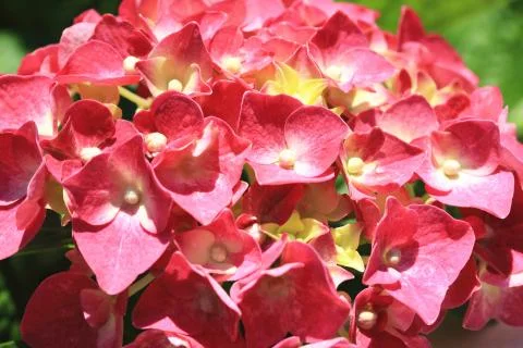 Hydrangea flower close-up Stock Photos