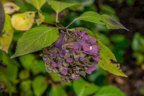 Hydrangea flower close up Foto stock