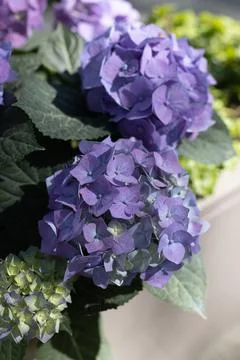 Hydrangea flower. close-up of a purple hydrangea in the garden. Stock Photos