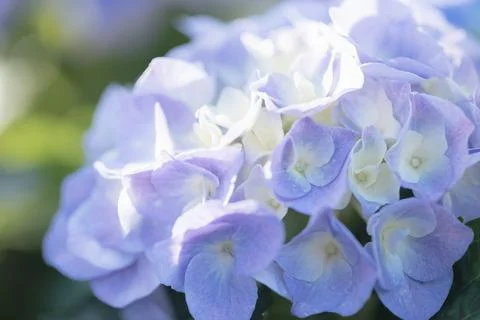 Hydrangea flower in close up with sunlight Stock Photos