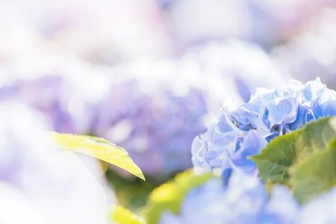 Hydrangea flower in close up with sunlight Stock Photos