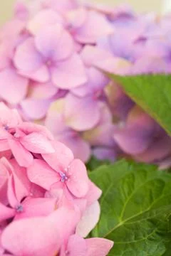 Hydrangea flower closeup Stock Photos