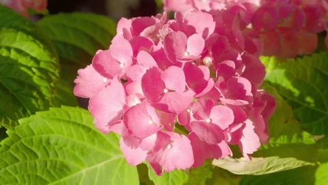 Hydrangea flower in dark background Stock Footage 310733523