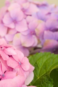 Hydrangea flower detail Stock Photos