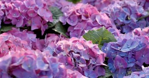 Hydrangea flower farm Stock Footage 87570828