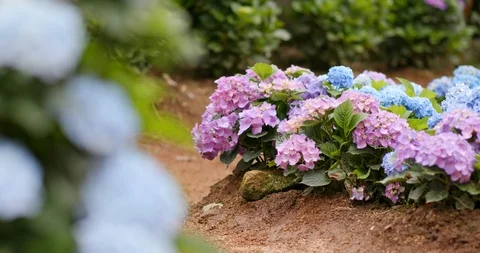 Hydrangea flower farm Stock Footage 91432349