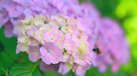 Hydrangea flower. Stock Footage 41381248