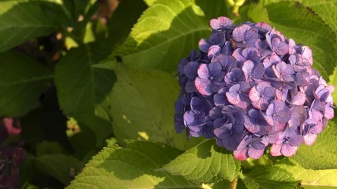 Hydrangea flower Stock Footage 99279523