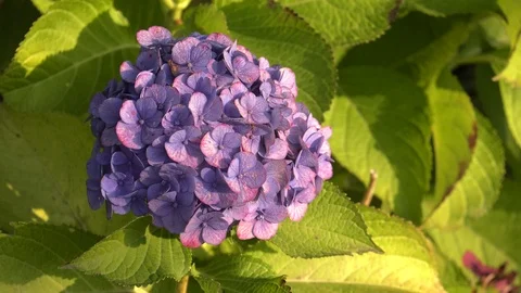 Hydrangea flower Stock Footage 99279627