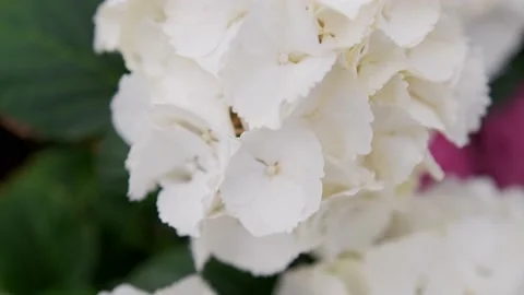 Hydrangea flower in a garden Stock Footage 153789881