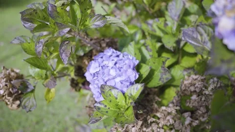 Hydrangea flower in the garden Stock Footage 154387255