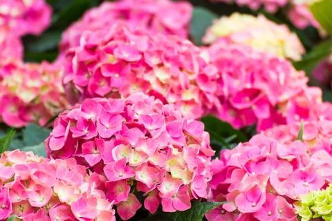 Hydrangea flower in garden Stock Photos