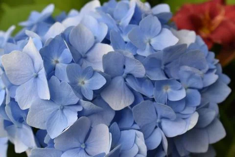 A hydrangea flower in the garden Stock Photos