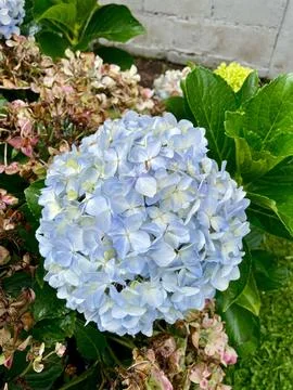 Hydrangea flower in the garden Fotos de archivo